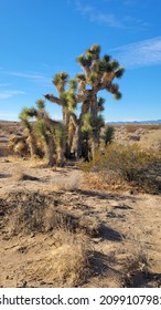 Joshua Trees, El Paso Mountains Wilderness Area, California