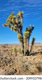 Joshua Trees, El Paso Mountains Wilderness Area, California