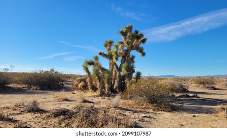 Joshua Trees, El Paso Mountains Wilderness Area, California