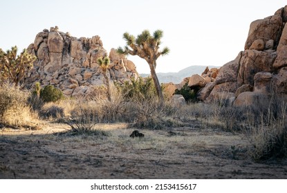 Joshua Trees illuminated
 by mid-afternoon light with boulders in the foreground and background. At Joshua tree national park. Scrub, bushes, sand, and desert in the foreground and background. - Shutterstock ID 2153415617