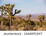 Joshua trees at the Park 