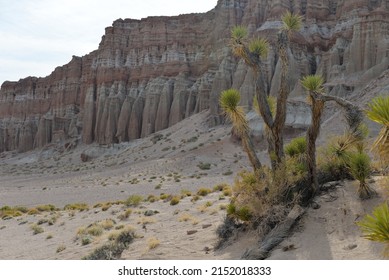Joshua trees in Red Rock Canyon State Park in California, USA