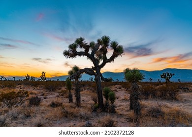 The Joshua trees at a scenic sunset in the Mojave Desert
