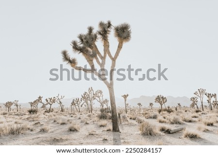 Joshua trees in the sunset
