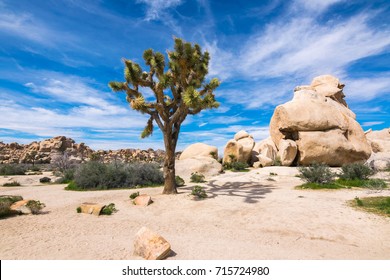 Joshua Trees in Joshua Tree National Park, Riverside County and San Bernardino County, California, USA
