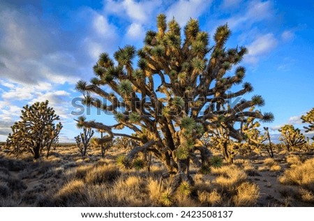 Joshua Trees (Yucca brevifolia) in Evening Light, Mojave Desert, Desert Landscape, Mojave National Preserve, California, USA