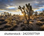 Joshua Trees (Yucca brevifolia) at sunset, Mojave desert, desert landscape, Mojave National Preserve, California, USA