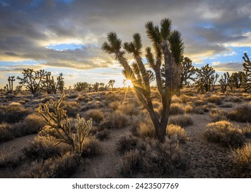 Joshua Trees (Yucca brevifolia) at sunset, Mojave desert, desert landscape, Mojave National Preserve, California, USA - Powered by Shutterstock