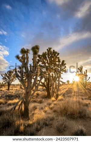 Joshua Trees (Yucca brevifolia) at sunset, Mojave desert, desert landscape, Mojave National Preserve, California, USA