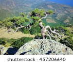 Journey through ancient mountains. Crimean coast. Black sea. View from decorated with old pine (stone pine) mountains to blue sea. Curved wind pine (faulty wood)