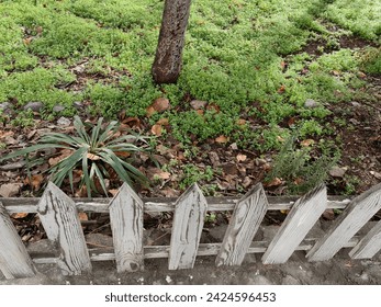  A journey through tree trunks in the park. Fairy tale concept. Protected by white color painted wooden planks. - Powered by Shutterstock