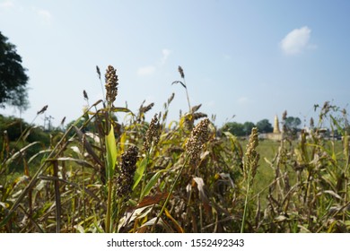 Jowar Hailstorm Wet Famine Relief In Maharashtra Vidarbh  