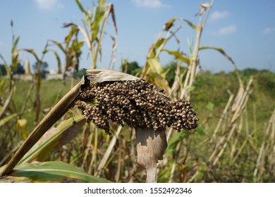 Jowar Hailstorm Wet Famine Relief In Maharashtra Vidarbh  