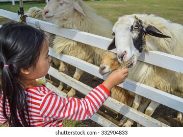 The Joy Of Feeding The Animals.