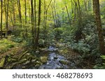 Joyce Kilmer Forest Little Santeetlah Creek