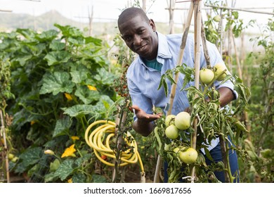 Confident Africanamerican Farmer Working Greenhouse Cultivating Stock ...