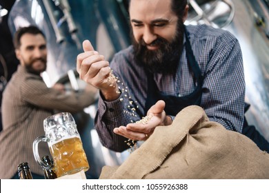 Joyful bearded brewer sifts through hand wheat for brewing in craft of craft brewery. Process of beer manufacturing. Brewing. Brewery. - Powered by Shutterstock