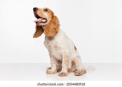 Joyful Cocker Spaniel Dog Sitting And Looking Upward Isolated Over White Background. Begging To Play. Concept Of Motion, Movement, Pets Love, Animal Life. Looks Happy. Copyspace For Ad