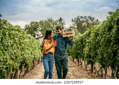 A joyful couple working together in a scenic vineyard, using a phone and handpicking ripe grapes during harvest season - Powered by Shutterstock