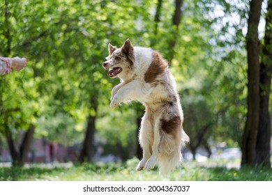 Joyful Dog Jumping On A Green Meadow. A White Dog With Brown Spots In A Jump. Pet Training