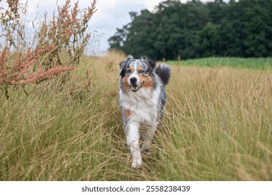 A joyful dog running through a grassy field. - Powered by Shutterstock