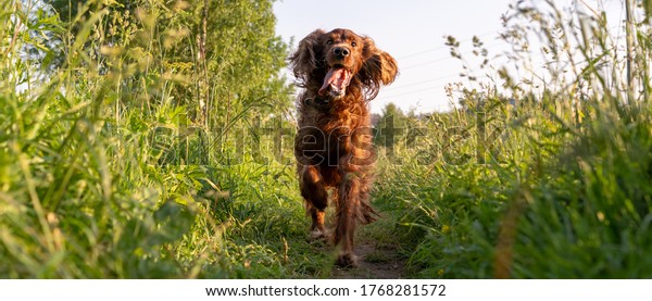 A joyful dog runs along a path\
surrounded by grass. Irish Red Setter Dog. Photo\
panorama