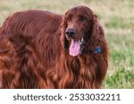 Joyful Irish Setter in the Park