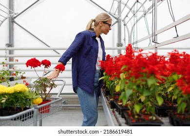 Joyful Mature Woman With Shopping Cart Is Choosing Flowers In The Greenhouse