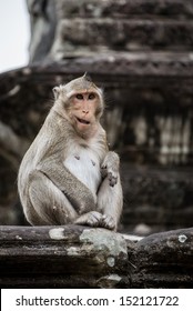 Joyful monkey having a laugh at Angkor Wat Temple in Cambodia.