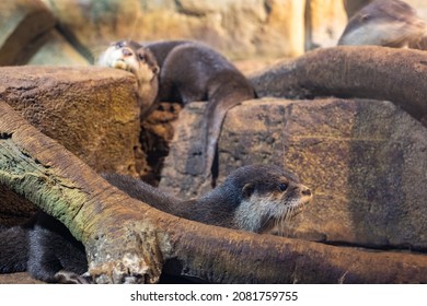 Joyful Otters Under The Care Of A Human. Helping Wild Animals. The Close-up.