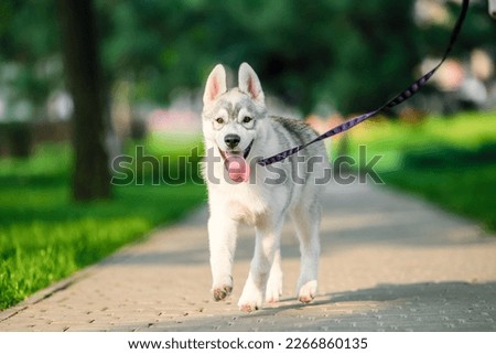 joyful Siberian husky puppy on colored leash walk in the park in summer