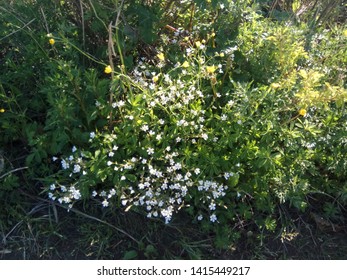 joyful tiny white flowers in blossom in the forest 