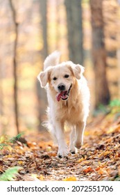 Joyka The Golden Retriever Is Enjoying His Morning Hike In The Woods Of Western Pennsylvania, USA. It's November But The Weather Is Sunny And Warm. The Fall Foliage Is Yellow And Red And The Beige Dog