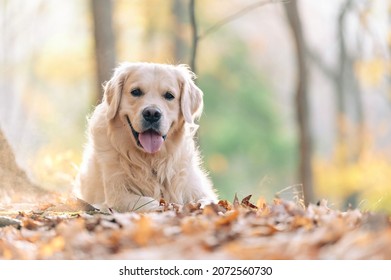 Joyka The Golden Retriever Is Enjoying His Morning Hike In The Woods Of Western Pennsylvania, USA. It's November But The Weather Is Sunny And Warm. The Fall Foliage Is Yellow And Red And The Beige Dog