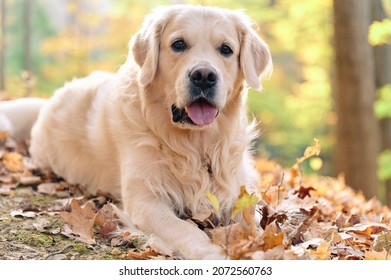 Joyka The Golden Retriever Is Enjoying His Morning Hike In The Woods Of Western Pennsylvania, USA. It's November But The Weather Is Sunny And Warm. The Fall Foliage Is Yellow And Red And The Beige Dog