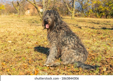 Joyous young female Bergamasco Shepherd dog with black coat is seen on an autumn day outside in an orchard protectin the house seen on the background in northern Italy, Europe.
