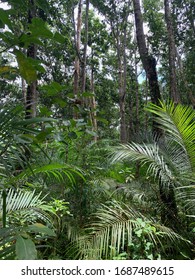 Jozani Chwaka Bay National Park, Forest On Zanzibar