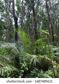 Jozani Chwaka Bay National Park, Forest On Zanzibar