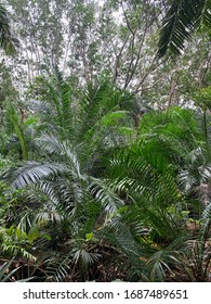 Jozani Chwaka Bay National Park, Forest On Zanzibar