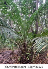 Jozani Chwaka Bay National Park, Forest On Zanzibar