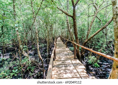 Jozani Forest, Zanzibar, Africa