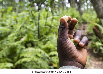 Jozani Forest, Zanzibar, Tanzania