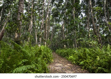 Jozani Forest, Zanzibar, Tanzania