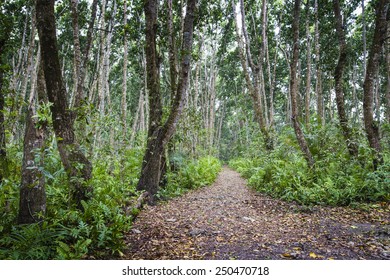 Jozani Forest, Zanzibar, Tanzania