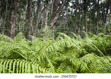 Jozani Forest, Zanzibar, Tanzania