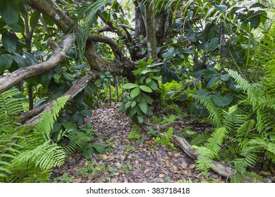 Jozani Forest, Zanzibar, Tanzania 