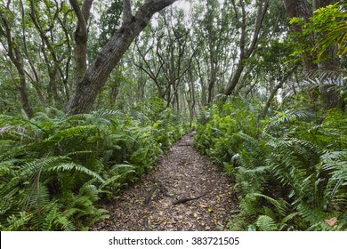 Jozani Forest, Zanzibar, Tanzania 