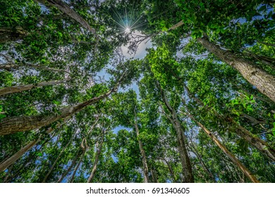 Jozani Forest, Zanzibar, Tanzania