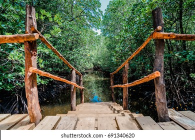 Jozani Forest, Zanzibar, Tanzania