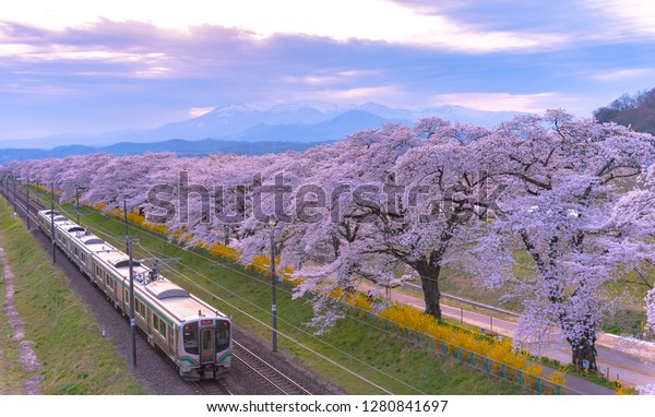 城石川沿いに満開の桜並木 城石川堤千本桜 が並ぶjr東北鉄道の鉄道線路で 山の背景に日本 宮城 船岡城公園 の写真素材 今すぐ編集